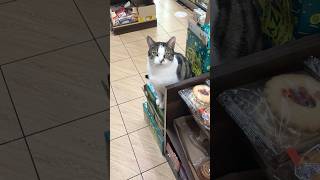 Ridgewood Queens NYC Bodega Cats in local deli [upl. by Prunella]