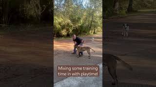 Mixing Some Training in with Playtime malinois dogs doglovers dogtraining robertcabral [upl. by Nnaycnan]