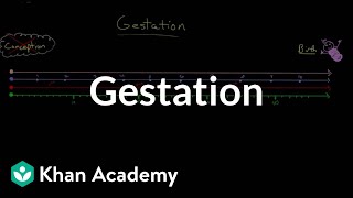 Gestation  Behavior  MCAT  Khan Academy [upl. by Bessy927]