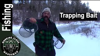 Trapping Shiners For Bait with Minnow Traps for Cusk Lines [upl. by Mcquoid]