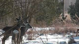 Roe in Chernobyl Exclusion Zone  Косуля в Чернобыльской зоне [upl. by Anirtik]