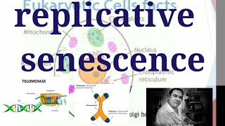 Telomere and cellular senescence  replicative senescence or telomeres explained [upl. by Akinet]