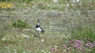 Northern Lapwing callingflyingmeets Hare [upl. by Airt]