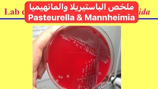 ملخص الباستيريلا والمانهيميا Pasteurella and Mannheimia Summary [upl. by Ishmael173]