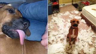 Cute And Funny Rhodesian Ridgeback Puppies Compilation 🥰 2 [upl. by Cynthea43]