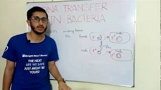 Bacterial Conjugation in Urdu Hindi [upl. by Edson195]