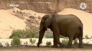 😍THE LIFE OF ELEPHANT 🐘 DOCUMENTARY HISTORY VIDEO ANIMAL SURVIVALS [upl. by Kalagher]