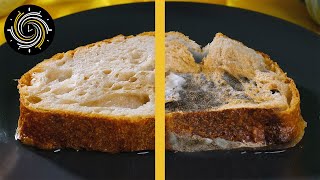 Bread in the water Timelapse  Left a bread on the table  15 days in 1 min [upl. by Eural]