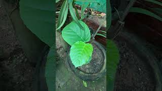 Leea macrophylla a medicinal plant used to reduce joint pain jointpain medicinal medicinales [upl. by Lubba]