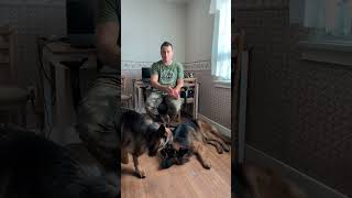 The dog is reactive to other dogs dogtrainer dogbehaviorist canada dog dogs doglover fyp [upl. by Baer]