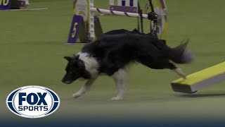 Nimble the AllAmerican dog wins the 12quot class in the Masters Agility Championship  Westminster [upl. by Yxor]