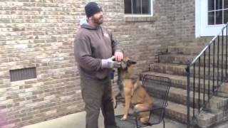 How to Teach the Forced Fetch to Any Dog Part 1 [upl. by Lazaro]