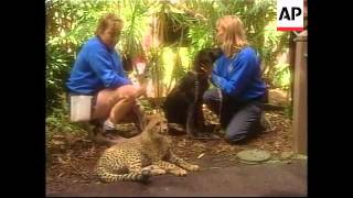 Dogs befriend cheetahs at zoo [upl. by Eberto]