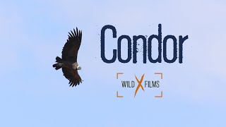 andean condor in Colca Canyon [upl. by Enoitna30]