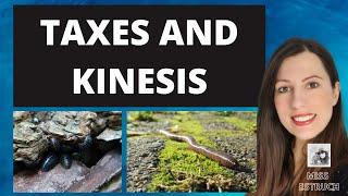 Taxes and Kinesis Simple responses in organisms to their environment Alevel Biology [upl. by Royden]