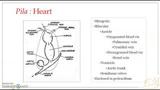 Pila globosa Apple snail  Blood vascular system 1  Blood amp Heart [upl. by Luwana]