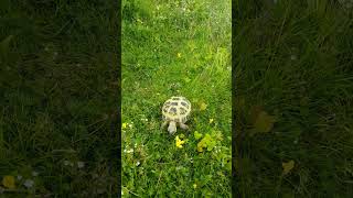 20240717 140824 tortoise [upl. by Rma]