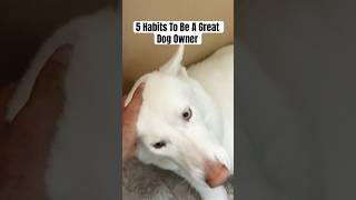 5 Habits To Be A Great Dog Owner dog trending youtubeshorts viralvideo shorts short youtube [upl. by Skeie]