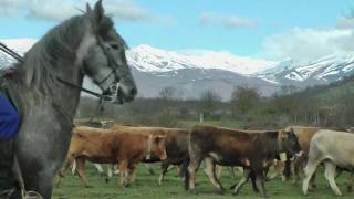 Subida del ganado al Puerto 2016 [upl. by Troyes]