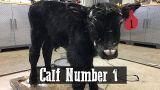 Calf Number 1 [upl. by Sorenson360]