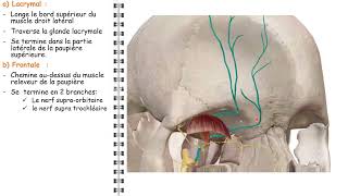 ANATOMIE FMPM LE NERF TRIJUMEAUX [upl. by Earla81]