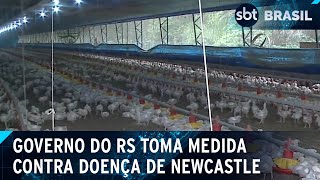 Barreiras sanitárias lutam contra doença de Newcastle no RS SBT Brasil 200724 [upl. by Nalek]