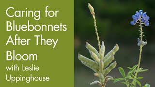 Caring for Bluebonnets After They Bloom [upl. by Rakso]