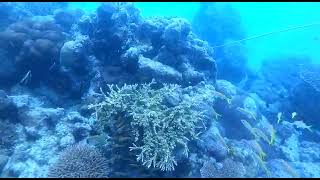 Scuba Diving at Grand Island By ScubaDivingAdventurein scubadivingadventure grandisland goa [upl. by Stig]