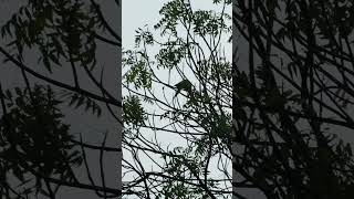 Roseringed parakeets in the rain🦜🌧️ [upl. by Mlohsihc]