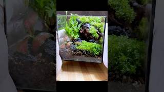 Why Your Terrarium Plants Are Dying and How to Fix It [upl. by Ettezoj]