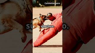 German Shepherd vs Belgian Malinois The Ultimate Guard Dog Showdown [upl. by Nerty]