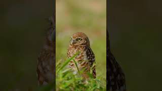 Burrowing Owl NatGeo SonyAlphaUniverse owl wildlife birds [upl. by Oram]