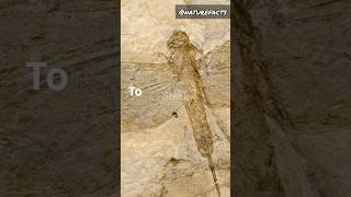 Ancestors of dragonflies facts nature naturefacts factsinhindi shorts animals hindi science [upl. by Tnerual]