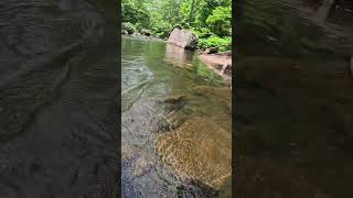 Indicator Nymphing for Brown Trout on the Savage River Maryland fishing fish shorts [upl. by Voleta]