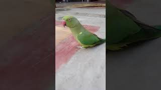 K se kabutar btsarmy ytshors 😄😄 parrot comedy trending [upl. by Marko399]