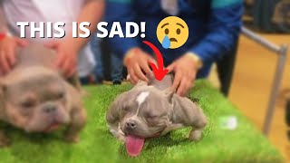 Deformed Micro Exotic Bully Dog Goes Viral at West Coast Bully Expo 6 [upl. by Luana921]