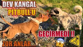 DEV KANGAL PİTBULLARI GEÇİRMEDİ  ZOR ANLAR 😱 KANGAL VS PİTBULL BOYKA [upl. by Raines]