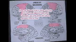 PSICOFISIOLOGIA LAS AREAS BRODMANN 🧠🤓 [upl. by Ahsinna603]