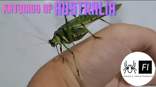 Katydids of Australia [upl. by Navad371]