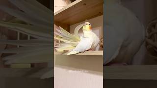 Cutest Preening and Styling Moments ✨ 😍 cockatielscraze [upl. by Nosrettap403]