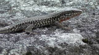 Lézard des murailles  Podarcis muralis [upl. by Bruni]