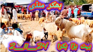 Today Bhakkar Bakra Mandi latest update 2 November 2024 [upl. by An]