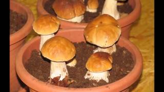 Porcini growth movie [upl. by Marienthal498]