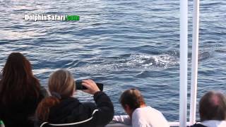 Giant Fin Whale quotMugsquot Whale Watching Passengers [upl. by Aissirac]