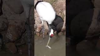 The elegant redcrowned crane washes the fish before eating it [upl. by Westberg]