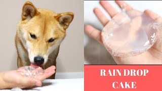 DOG TRIES RAIN DROP CLEAR CAKE ASMR [upl. by Adanama]