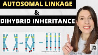 AUTOSOMAL LINKAGE and DIHYBRID INHERITANCE Alevel Biology inheritance genetic crosses and ratios [upl. by Lemuela763]