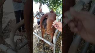 Antipyretic Injection in Cow cow animals shorts [upl. by Garson]