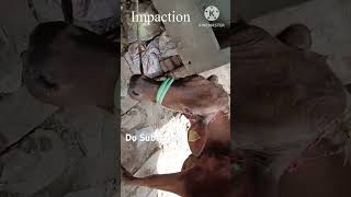 Impaction  Bloat  Band Lagna  Abdominal Pain in Cattle and Buffalo cow [upl. by Notsob]