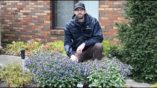 Can You Spot the Difference Pulmonaria Comparison  Walters Gardens [upl. by Nuahsad]